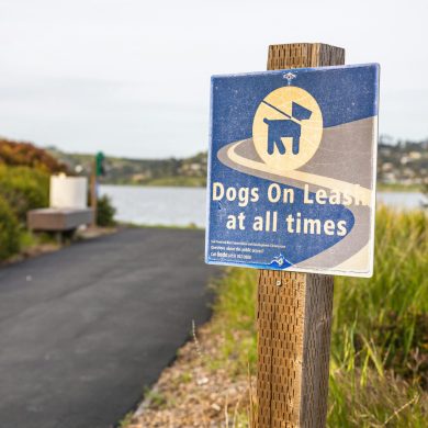 Wooden post with 'Dogs On Leash at all times' sign by a scenic lakeside pathway.